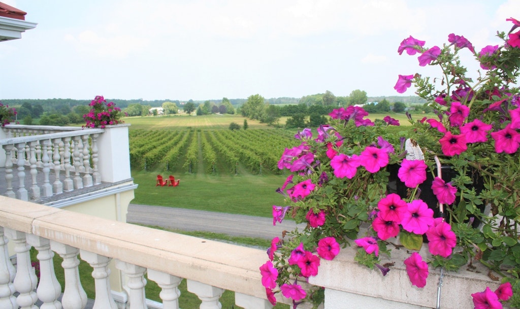 4 Vignoble Cortellino vue vers les vignes photo AEBHS aout2023