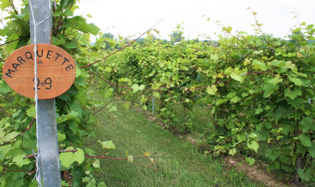 5 Vignoble Cortellino vignes aout2023 Photo AEBHS