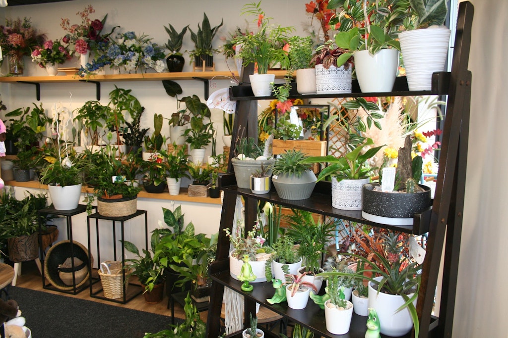 Roger fleuriste plantes