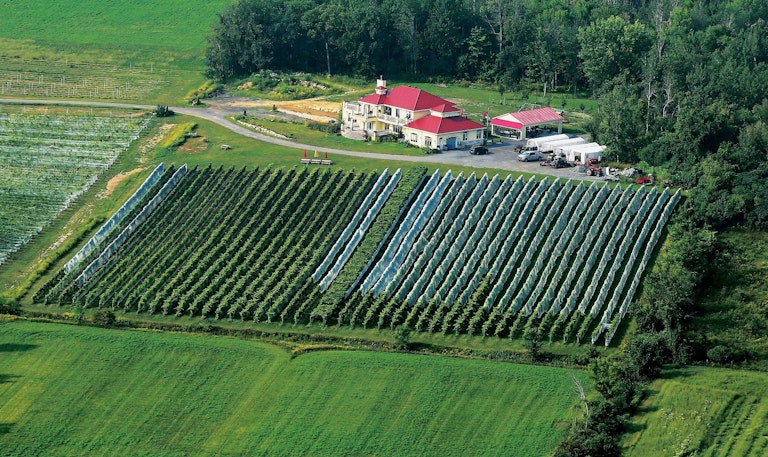 1 Vignoble Cortellino vue des airs photo courtoisie ver2