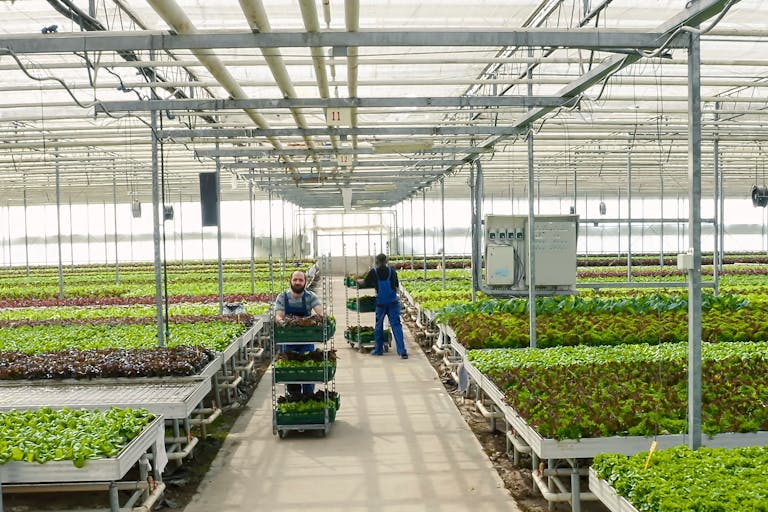 Greenhouse heating Budget Propane