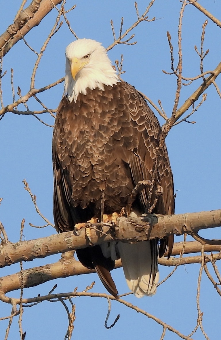 4 Pygargue a tete blanche
