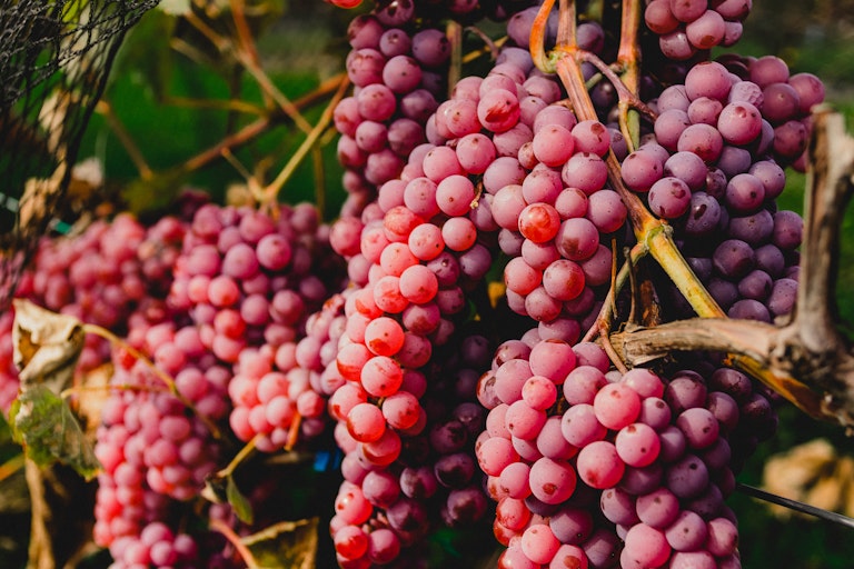 Agroalimentaire MRC BS 2019 037