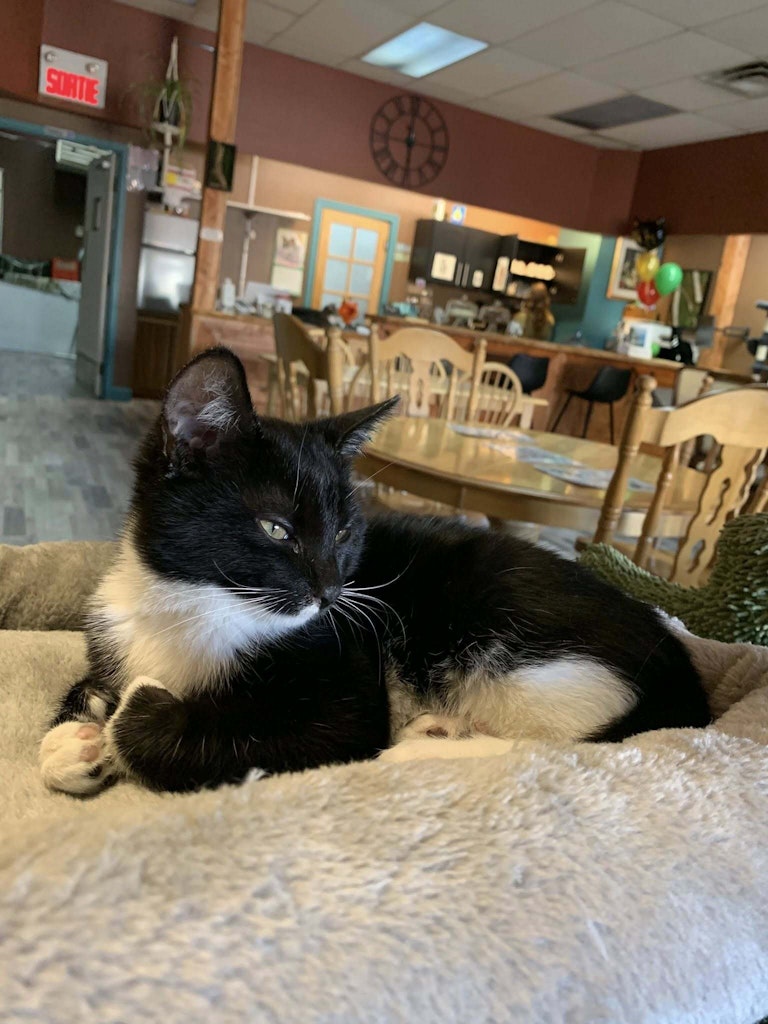 Cafe Lounge Felins Gourmets