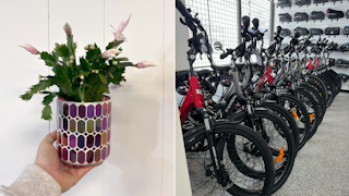 Plante et Cycle DUBUC