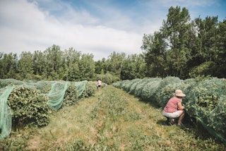 Petits fruits St-Louis