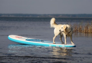 Paddle chien