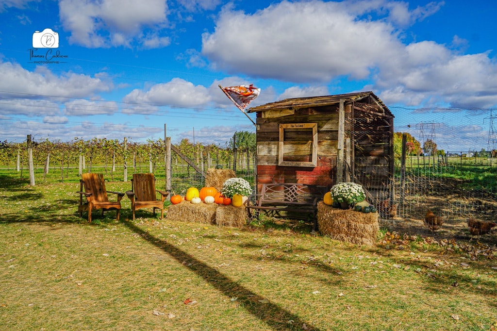 Le temps des citrouilles de Thomas Cadieux (Prix coup de cœur)
