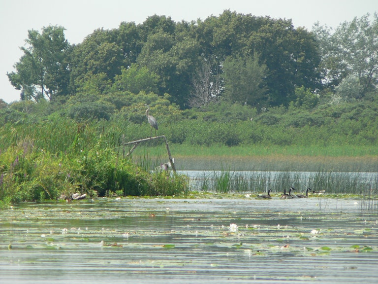 Grand heron Lac St Francois