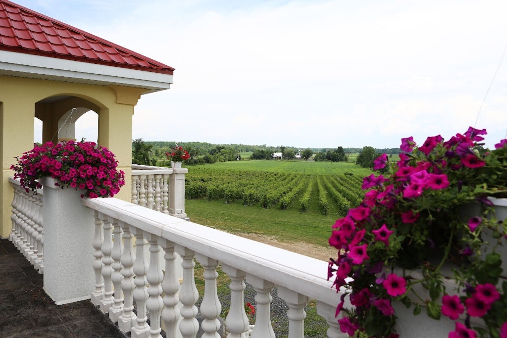 Vignoble Cortellino 2