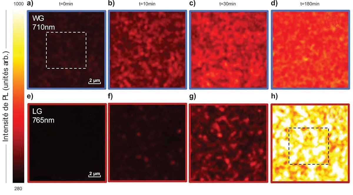 Cartes de PL hyperspectrales in situ de la même région: pics à large bande interdite (a-d, WD : wide-bandgap) et pics à faible bande interdite (e-h, LG : low-bandgap) dans une couche mince de pérovskite (Cs₀.₀₆MA₀.₁₅FA₀.₇₉)Pb(Br₀.4I₀.₆)₃ sous lumière blanche (intensité de 290 mW/cm², équivalent à ≈3 soleils). Mesures prises avant le traitement (t = 0), pendant le traitement (10 et 30 min), et une fois que l’intensité d’émission est stabilisée (180 min). Les cartes ont été mesurées avec une excitation laser de 405 nm avec une intensité équivalente à un soleil (50 mW/cm²), toutes les mesures ont été effectuées sous atmosphère ambiante. Adaptée de [4].